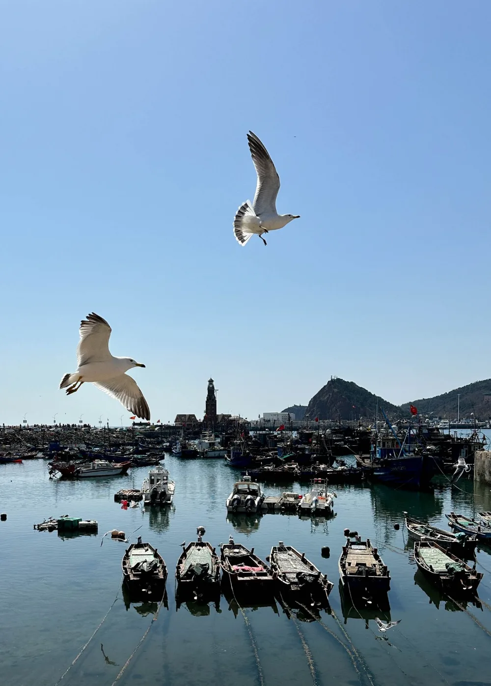 大连海港海鸥