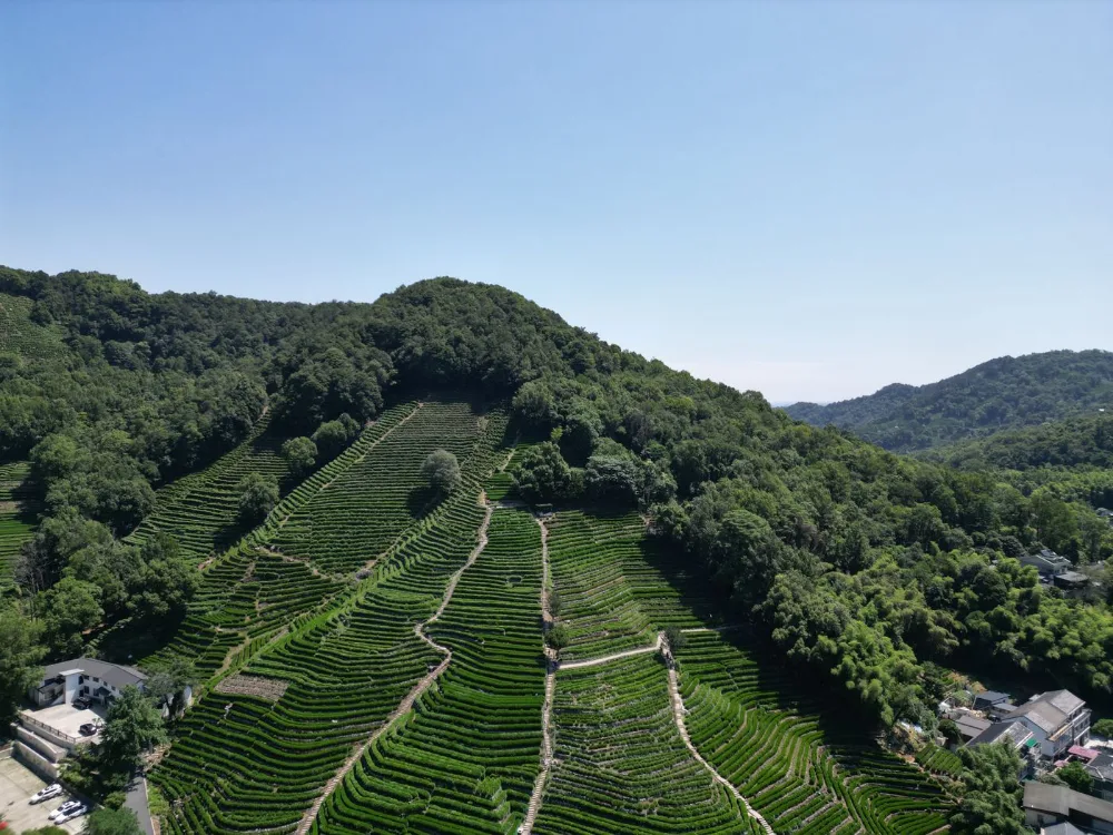 龙井茶园的梯田航拍