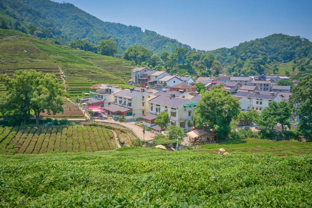 龙井茶山村落，白墙掩映在茶园中