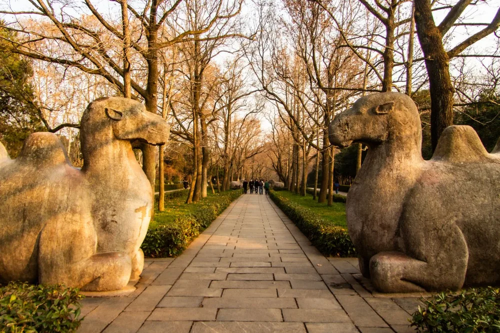 南京秋日街道，梧桐树与老建筑