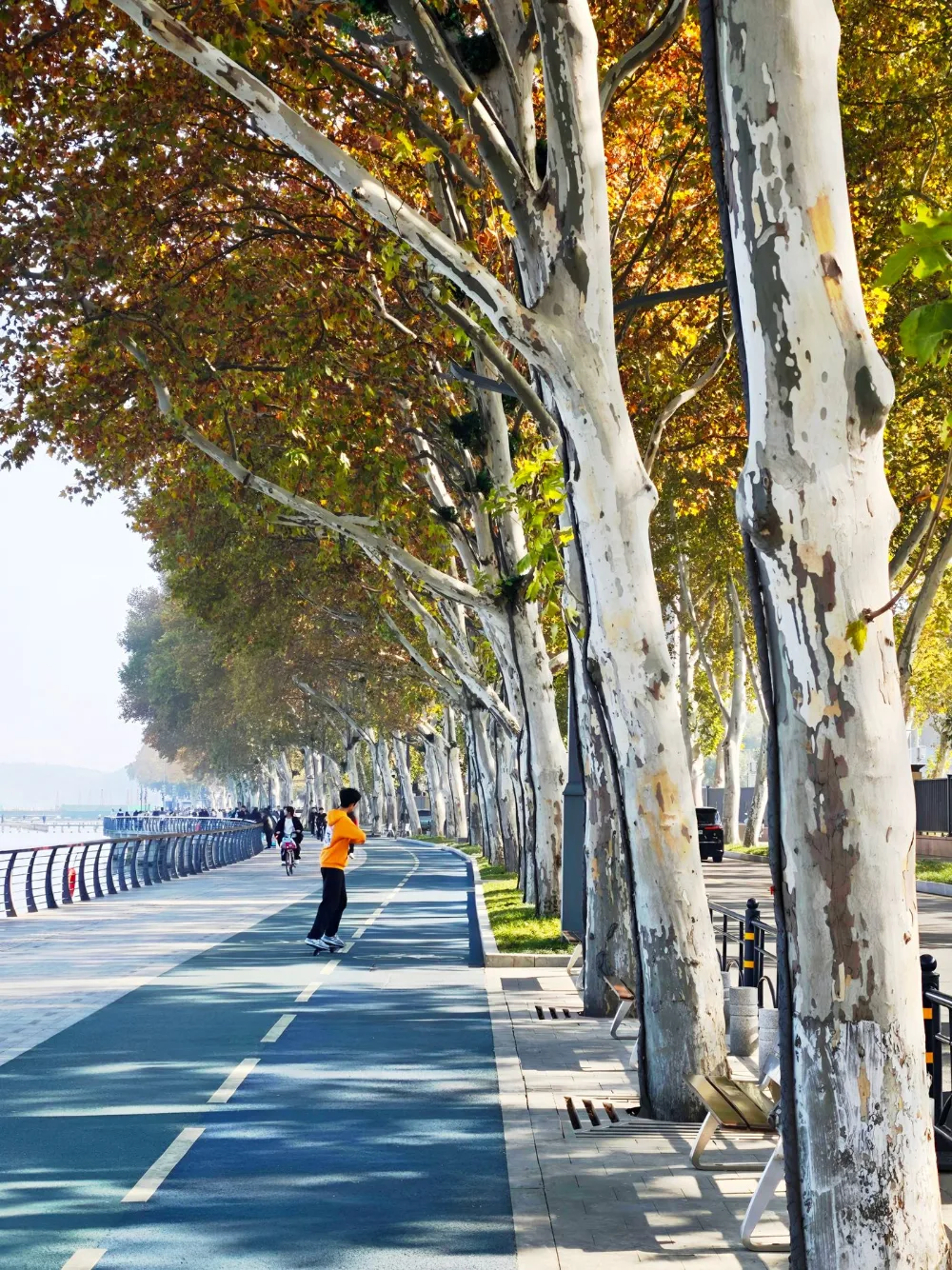 江畔林荫步道，早晨有人散步
